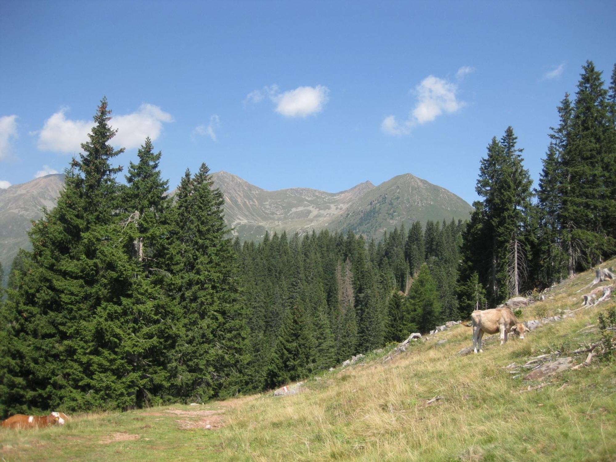 Fewo Windbichl Parcines Exterior photo